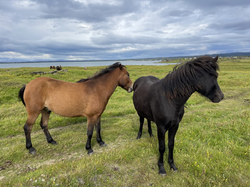 Islandia. W krainie ognia i lodu czyli rzecz o wulkanach