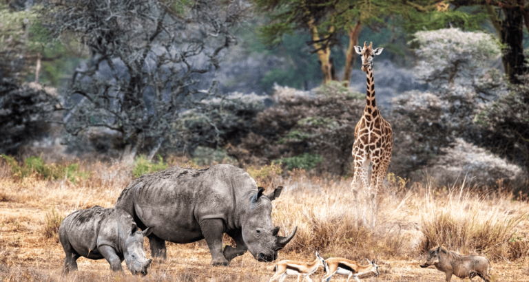 Oferujemy wycieczki objazdowe, wycieczki po USA z polskim przewodnikiem oraz wycieczki zagraniczne. Poznaj najlepsze trasy, zwiedzaj komfortowo i odkrywaj świat z Eli Trips! safari