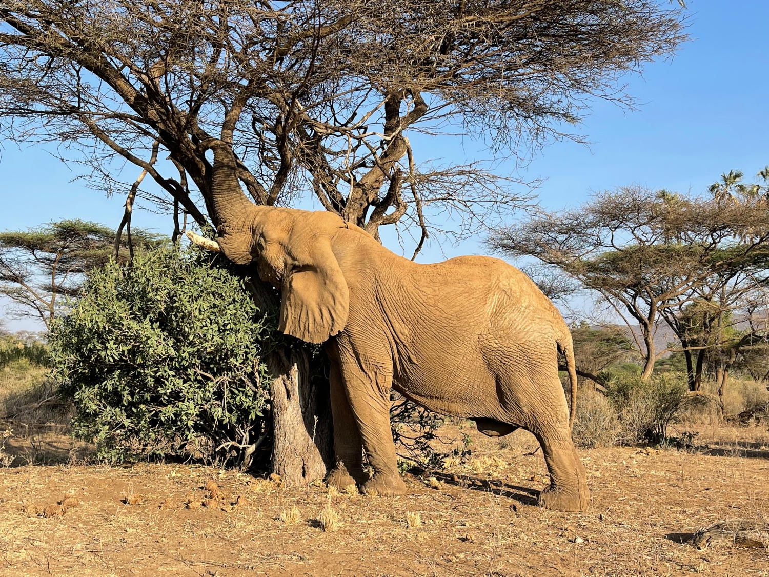 Kenia II Kenia – Dzika Afryka: Safari w Masai Mara, Samburu i Nakuru - 8 dni