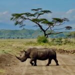 Kenia – Dzika Afryka: Safari w Masai Mara, Samburu i Nakuru - 10 dni