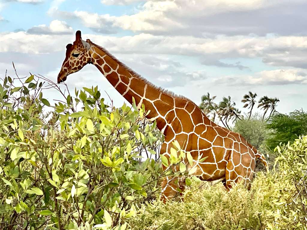 Kenia V Kenia – Dzika Afryka: Safari w Masai Mara, Samburu i Nakuru - 8 dni