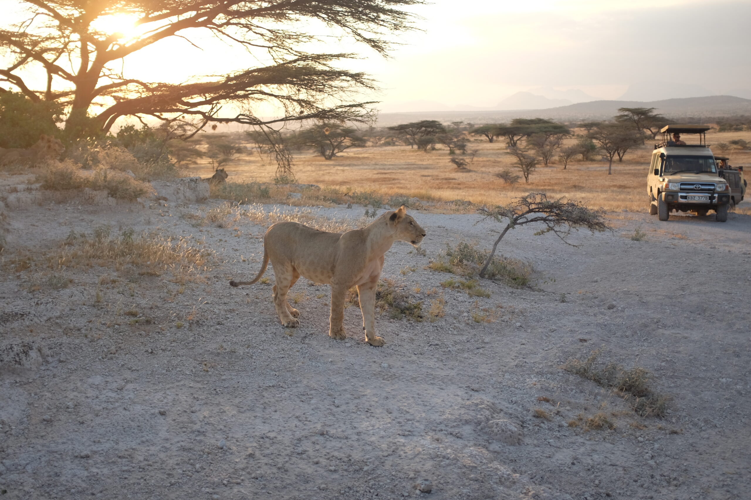Kenya XX Kenia – Dzika Afryka: Safari w Masai Mara, Samburu i Nakuru - 8 dni