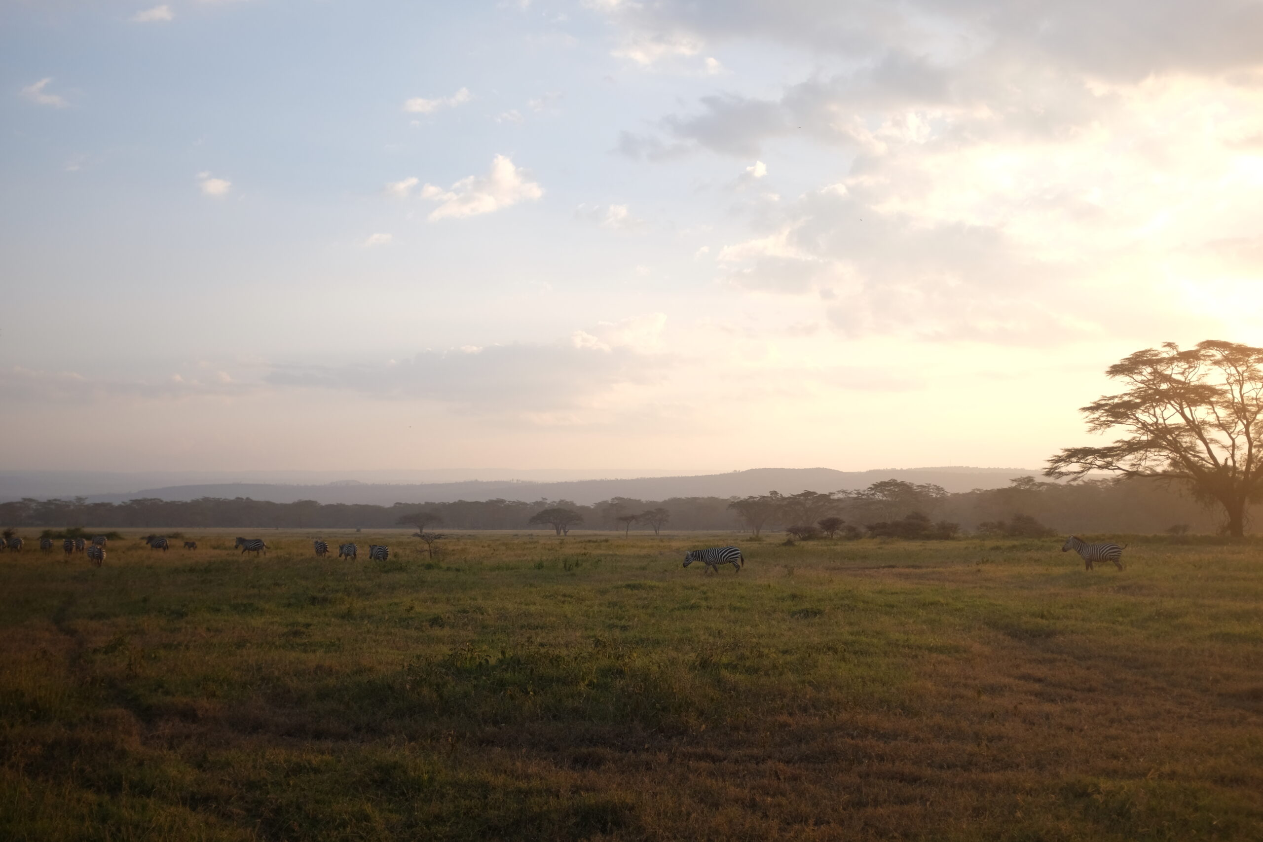 Kenya XXI Kenia – Dzika Afryka: Safari w Masai Mara, Samburu i Nakuru - 8 dni