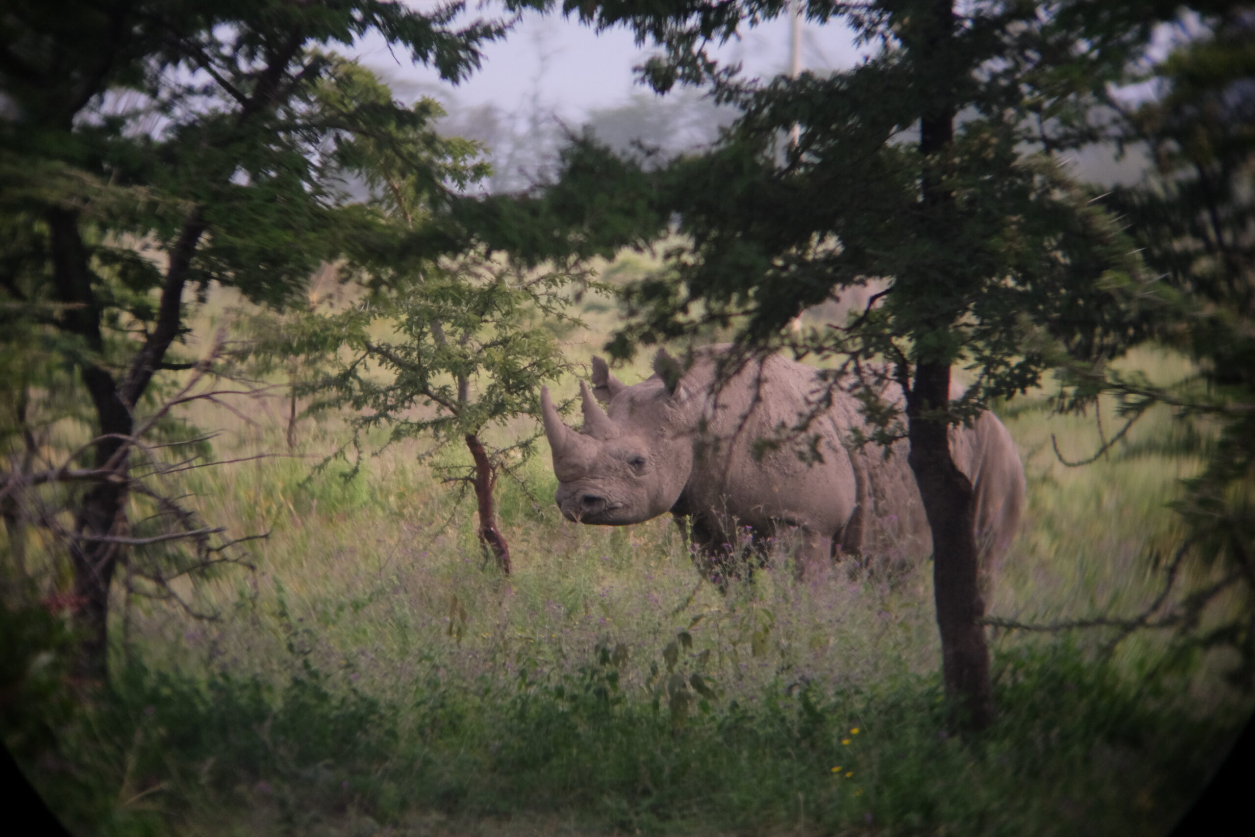 Kenya XXII Kenia – Dzika Afryka: Safari w Masai Mara, Samburu i Nakuru - 8 dni