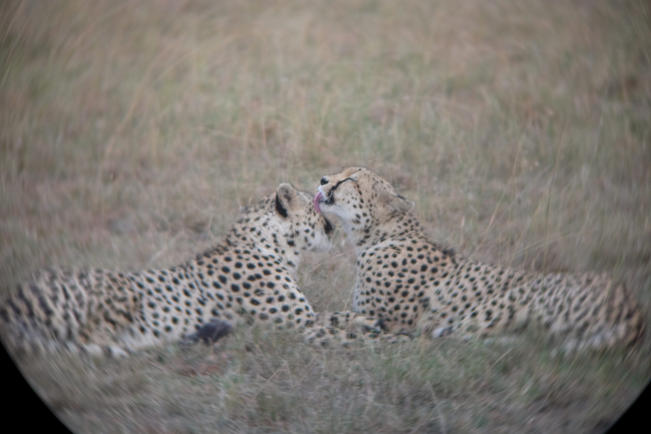 Kenya XXIII Kenia – Dzika Afryka: Safari w Masai Mara, Samburu i Nakuru - 8 dni