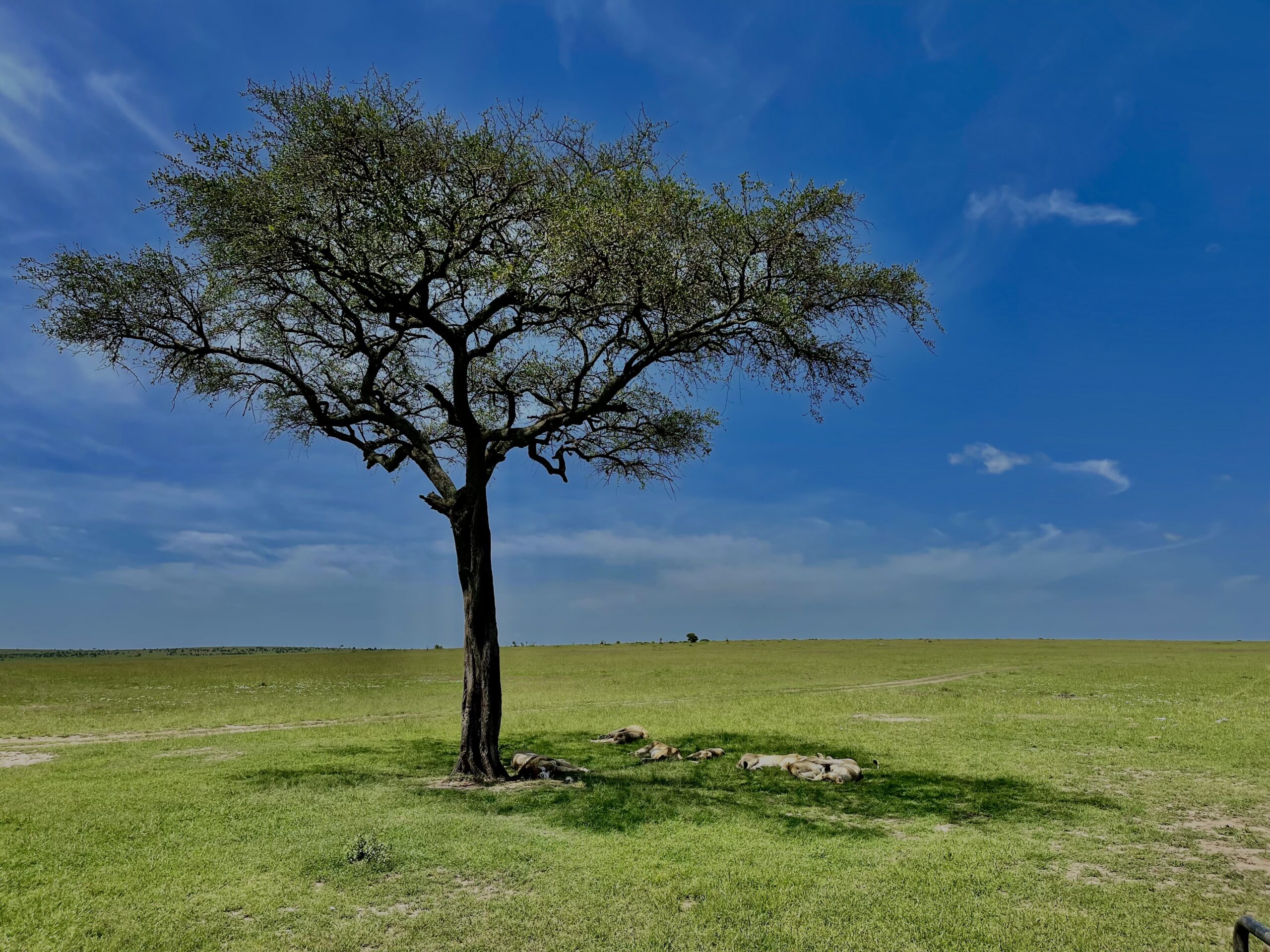 W sercu Ameryki – Safari, Arka Noego i Nashville - 3 dni