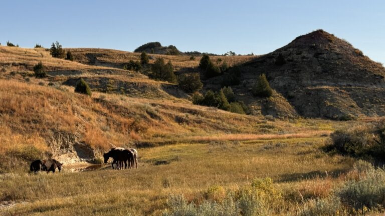 Theodore Roosevelt National Park Safari Theodore Roosevelt National Park – amerykańskie safari w sercu prerii od 1978 roku