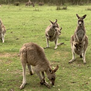 Australia Sydney Uluru Kakadu Rafa Koralowa Eli Trips