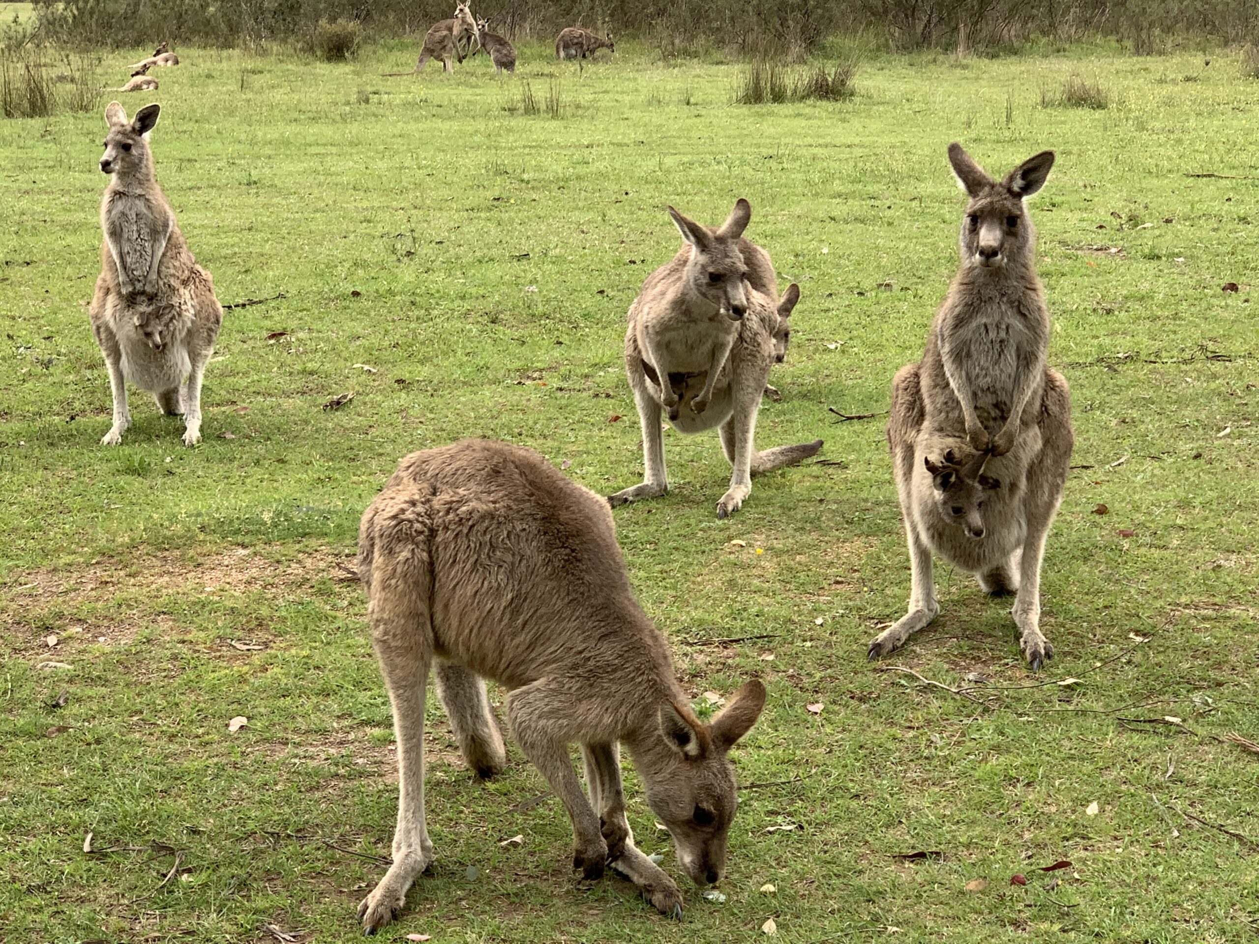 Australia Sydney Uluru Kakadu Rafa Koralowa Eli Trips