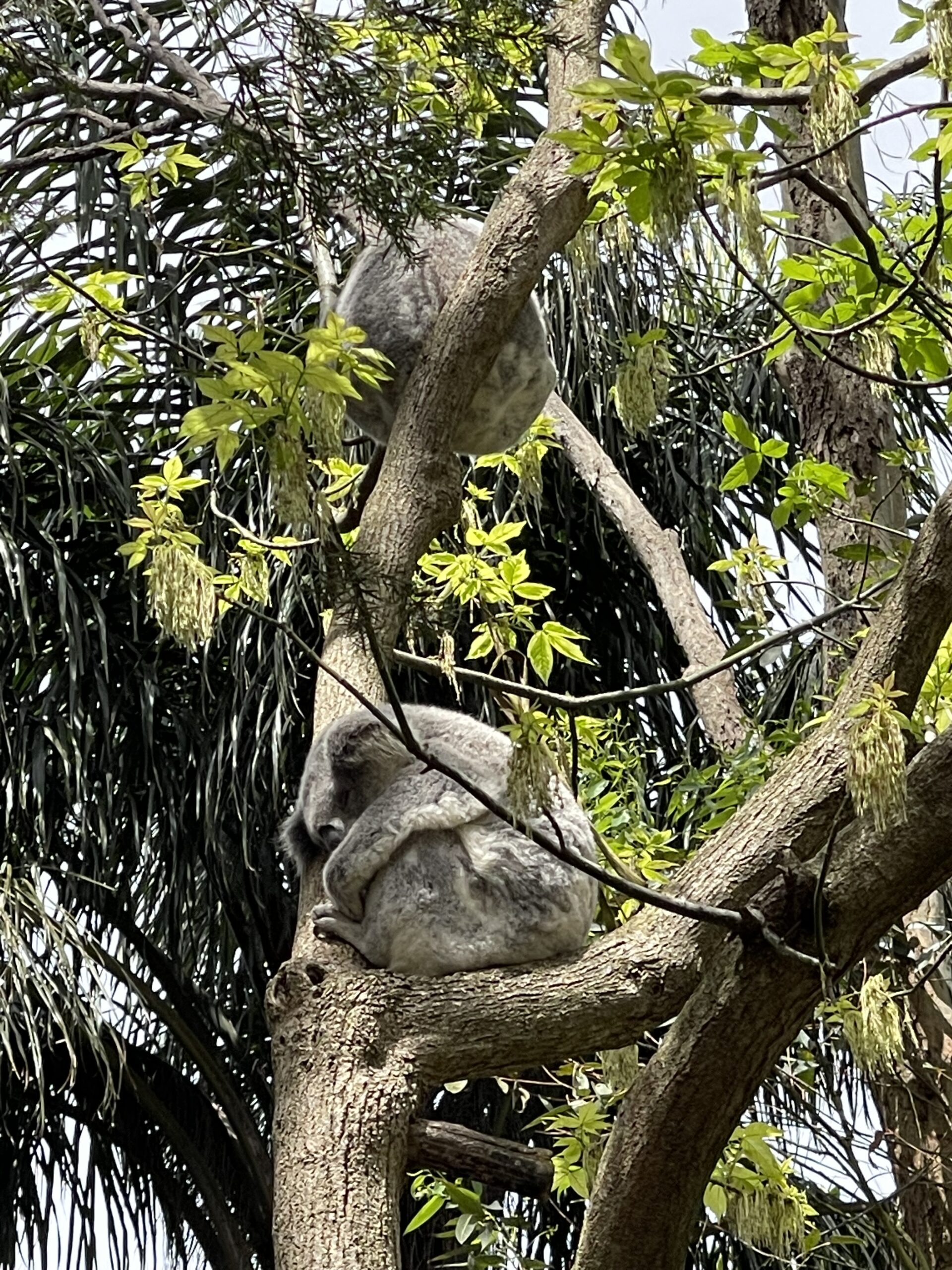 Australia Sydney Uluru Kakadu Rafa Koralowa Eli Trips