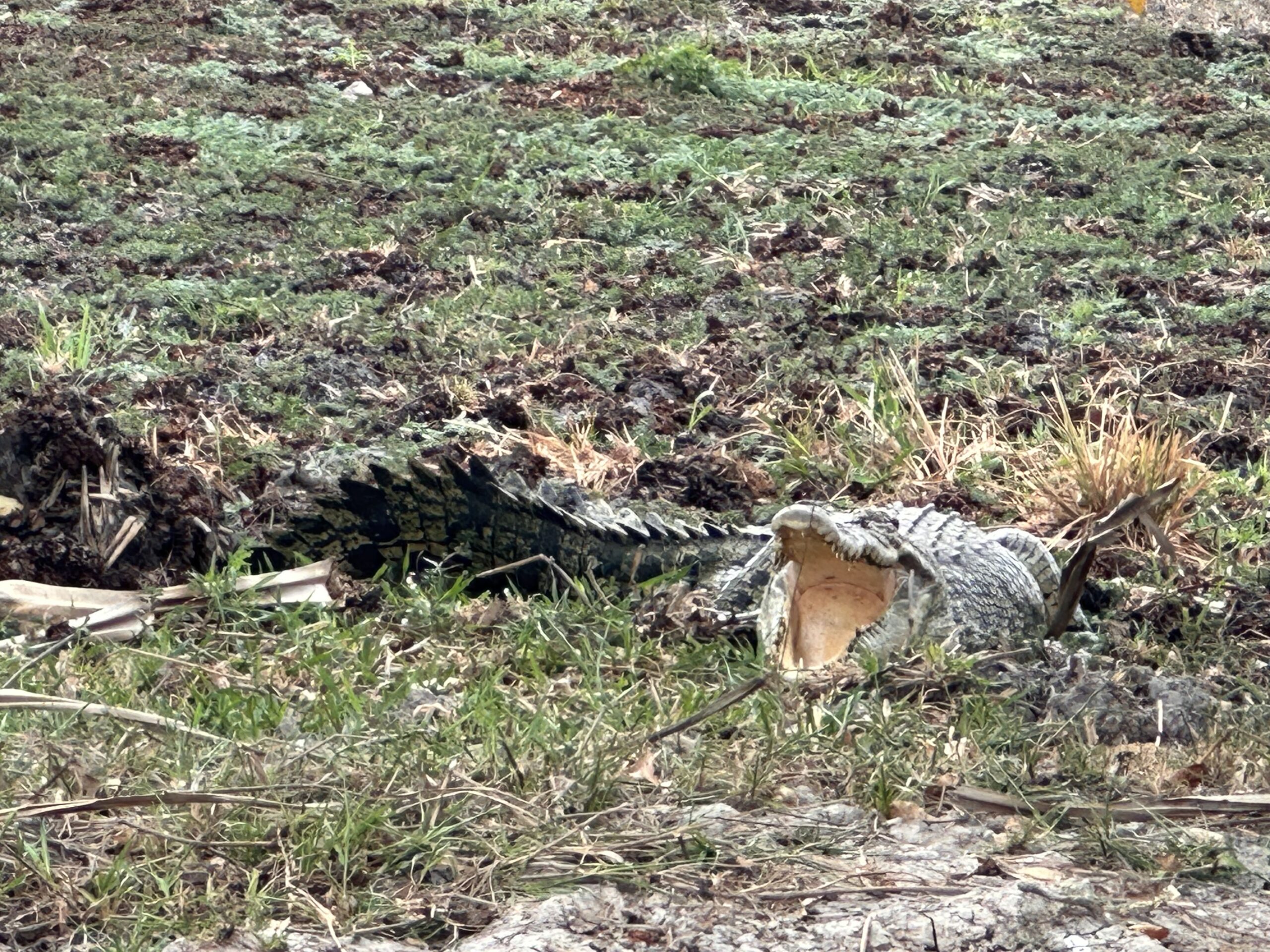 Australia Sydney Uluru Kakadu Rafa Koralowa Eli Trips