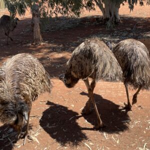 Australia Sydney Uluru Kakadu Rafa Koralowa Eli Trips