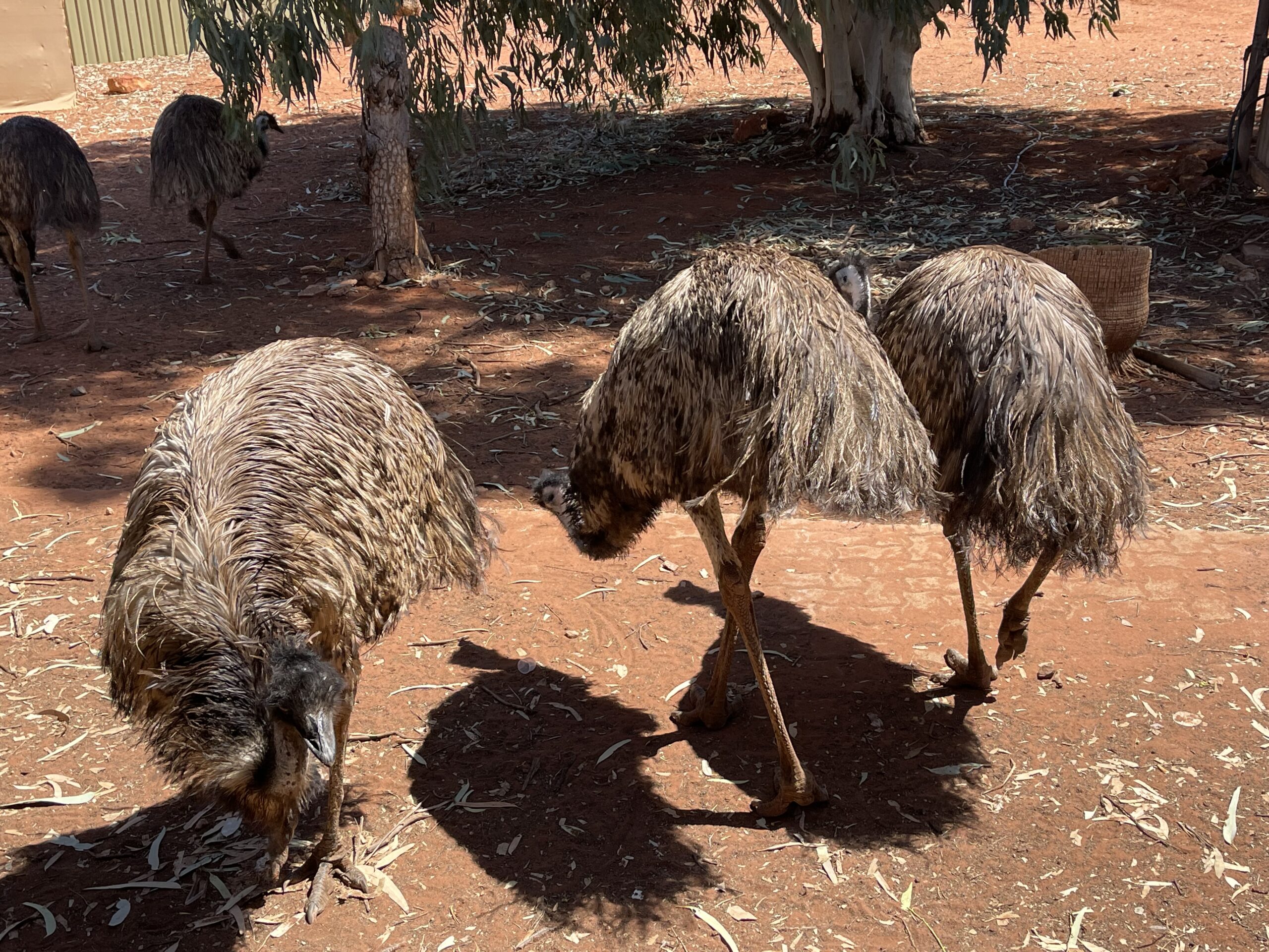 Australia Sydney Uluru Kakadu Rafa Koralowa Eli Trips