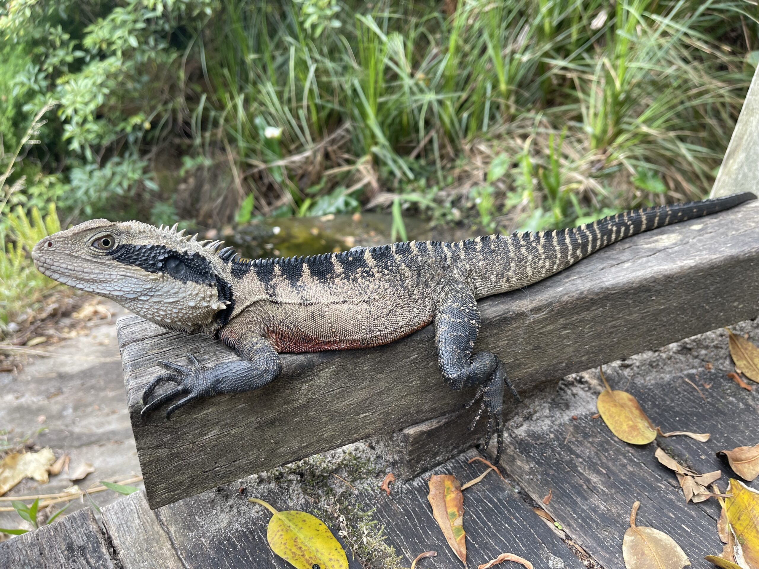 Australia Sydney Uluru Kakadu Rafa Koralowa Eli Trips