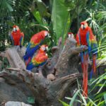 Kostaryka: Dżungla, Wulkany i Plaże - 8 dni