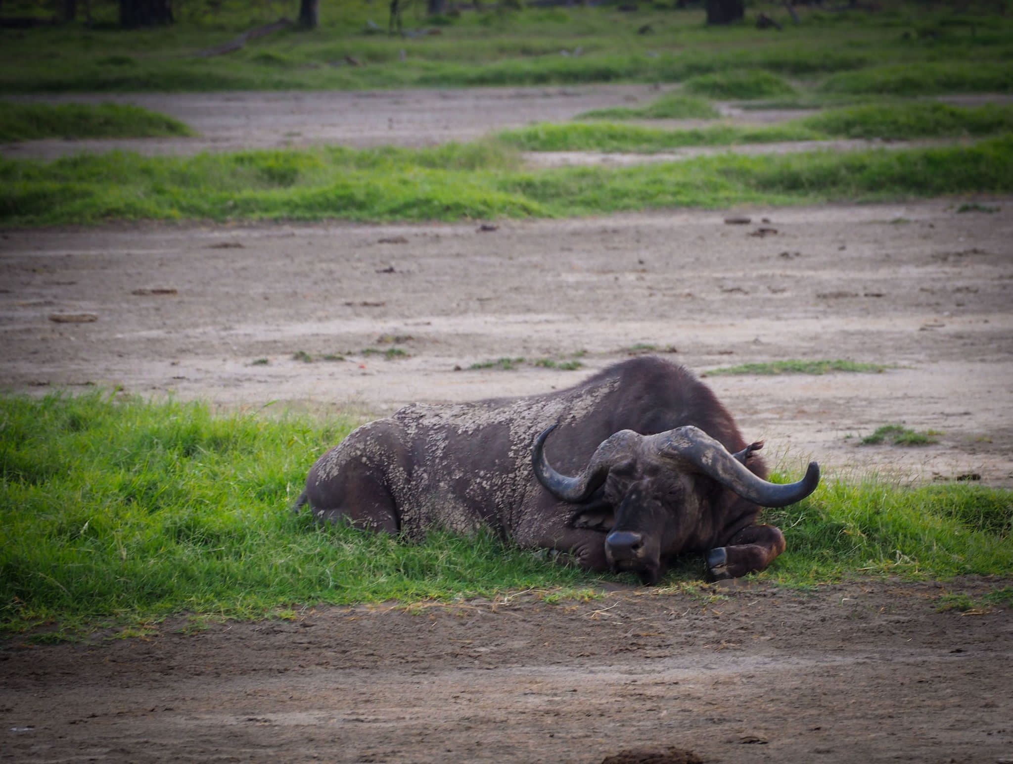 Safari, Skarby Pittsburgha i Skrzydła Ameryki