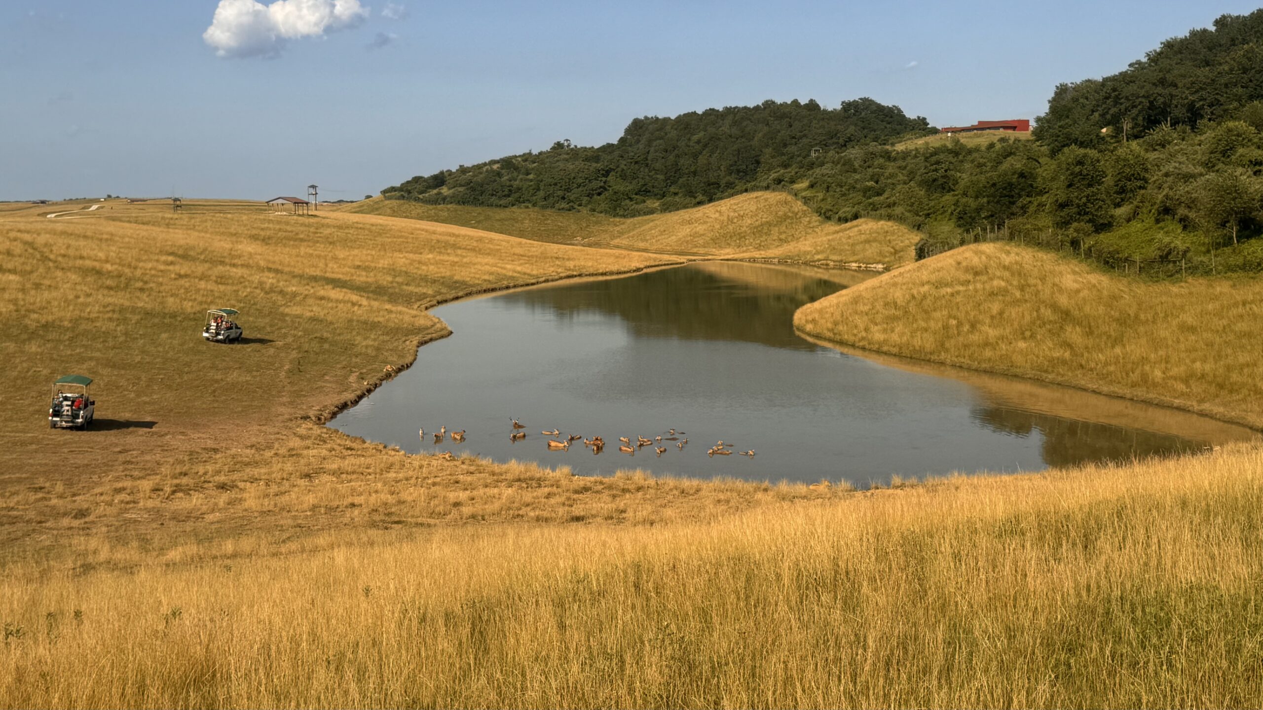 Safari, Skarby Pittsburgha i Skrzydła Ameryki
