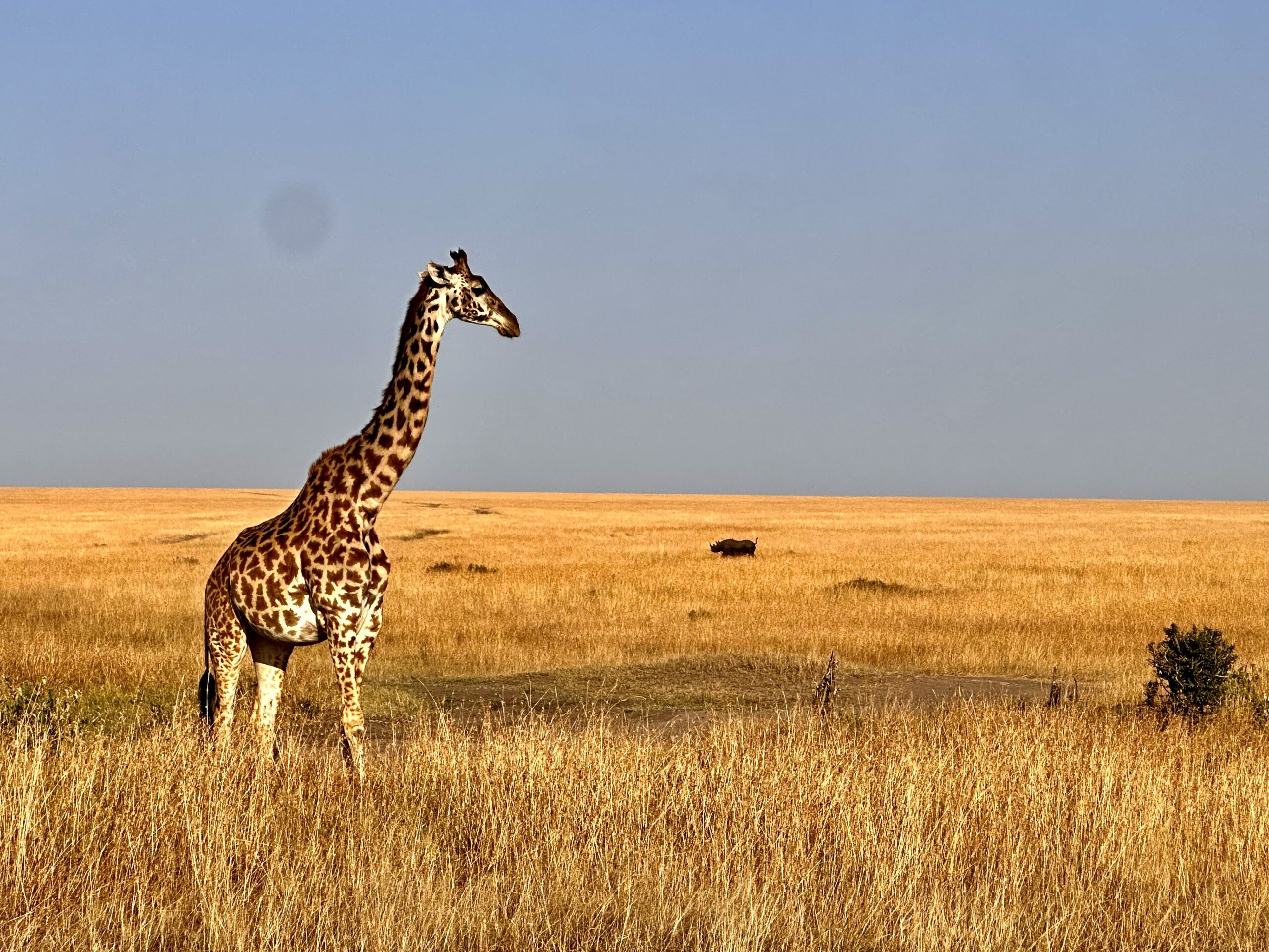 Safari, Skarby Pittsburgha i Skrzydła Ameryki